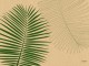 Duni prestieranie Leaf - Grass, 30x40 cm [250 ks]_1